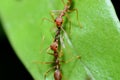 Red ants work together to bring food to the nest / anthill