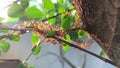 Red ants work together to carry chilies across the leaves