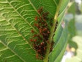 red aphid colonies resting on guava leaves