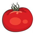 Red appetizing tomato, isolated object on white background, cartoon illustration, vector Royalty Free Stock Photo
