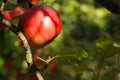 Red apple