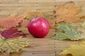 Red apple against autumn leaves Royalty Free Stock Photo
