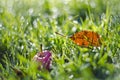 Red apple and autumn leaf in green dewy grass