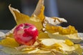 Red apple and autumn leaves. Golden autumn in still life. Season autumn concept. Fall with golden leafs and apple. Royalty Free Stock Photo