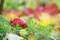 Apple on a background of autumn leaves and herbs. Royalty Free Stock Photo