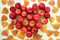 Red apple on the background of yellow dry autumn leaves, top view. Royalty Free Stock Photo