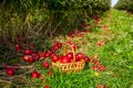 Red apple in the basket - Autumn at the rural gardens. Organic fruit in basket in summer grass. Apples in a Basket Royalty Free Stock Photo