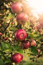 Red apple.  Red, ripe apples hang on a branch Royalty Free Stock Photo