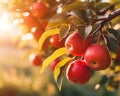Red apple branch close-up in fruit orchard background with copy space Royalty Free Stock Photo