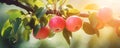 Red apple branch close-up, fruit orchard background with copy space Royalty Free Stock Photo