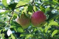 Red apple on branch with green leaf Royalty Free Stock Photo