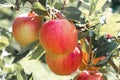 Red apple on branch with green leaf Royalty Free Stock Photo