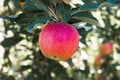 Red apple on branch with green leaf Royalty Free Stock Photo
