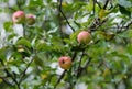 Red apple branch Royalty Free Stock Photo