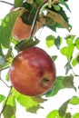 Red apple branch isolated Royalty Free Stock Photo