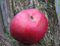 Red apple on the bark of a tree Royalty Free Stock Photo