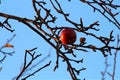 Red apple in contrast to heaven