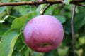 Red apple covered with rain drops on the tree