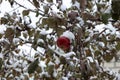 red apple covered with snow hanging on a tree in late autumn Royalty Free Stock Photo