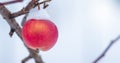 Red apple, covered with snow, on a tree in winter. Free space for text. Panorama_ Royalty Free Stock Photo