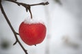 Red apple covered in a thin layer of snow Royalty Free Stock Photo