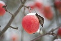 Red apple covered in a thin layer of snow Royalty Free Stock Photo