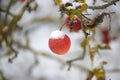 Red apple covered in a thin layer of snow Royalty Free Stock Photo