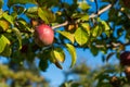 A red apple dangles from a tree Royalty Free Stock Photo