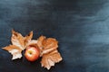 Red Apple and Dried Orange Autumn Leaves Royalty Free Stock Photo