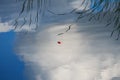 Red apple floating in the still water in the reflection of blue sky with white clouds surrounded by green reeds