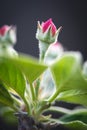 Red Apple Flower Buds . Blooming apple blossom on tree branch. Macro Close up with blurred foreground Royalty Free Stock Photo