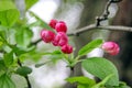 Red apple flower and burgeon. Flowering branch of apple. Blooming spring garden. Flowers and burgeons apple close-up.