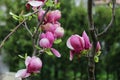 Red apple flower and burgeon. Flowering branch of apple. Blooming spring garden. Flowers and burgeons apple close-up. Blurred