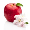 Red apple with flowers isolated on white background Royalty Free Stock Photo