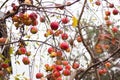 Red apple fruits on apple tree branches. Autumn garden with fruit trees. Autumn orchard. Autumn landscape. October harvest. Royalty Free Stock Photo