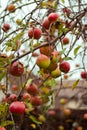 Red apple fruits on apple tree branches. Autumn garden with fruit trees. Autumn orchard. Autumn landscape. October harvest. Royalty Free Stock Photo