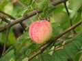 Red apple in the garden