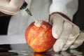Red apple in genetic engineering laboratory, gmo food. Royalty Free Stock Photo