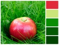 Red apple in grass with palette color swatches