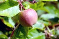 Red apple growing on tree. Royalty Free Stock Photo