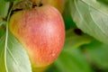 Red apple growing on tree. Royalty Free Stock Photo