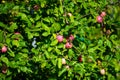 Red apple growing on tree Royalty Free Stock Photo