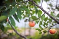 Red apple growing on tree Royalty Free Stock Photo