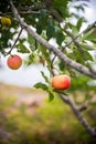 Red apple growing on tree Royalty Free Stock Photo