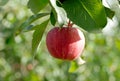 Red apple growing on tree. Royalty Free Stock Photo