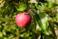 Red apple growing on tree. Royalty Free Stock Photo