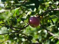 A Red apple growing on an apple tree Royalty Free Stock Photo