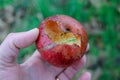 red apple half eaten by slugs Royalty Free Stock Photo