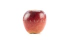 Red apple halves held together by staples Royalty Free Stock Photo