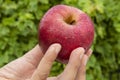 Red apple in the hand Royalty Free Stock Photo